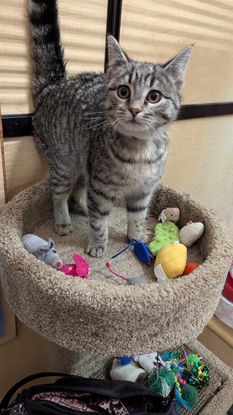 Enlarge Meta, a ADOPTABLE Tabby in Noblesville, IN image 3/3