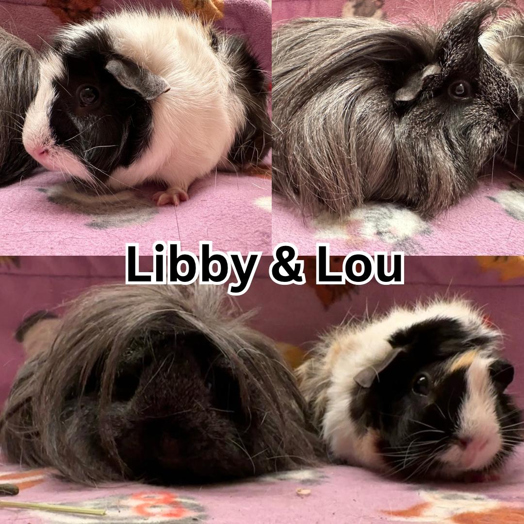 Enlarge Libby & Lou, a Adoptable Peruvian in Ripon, CA image 1/1