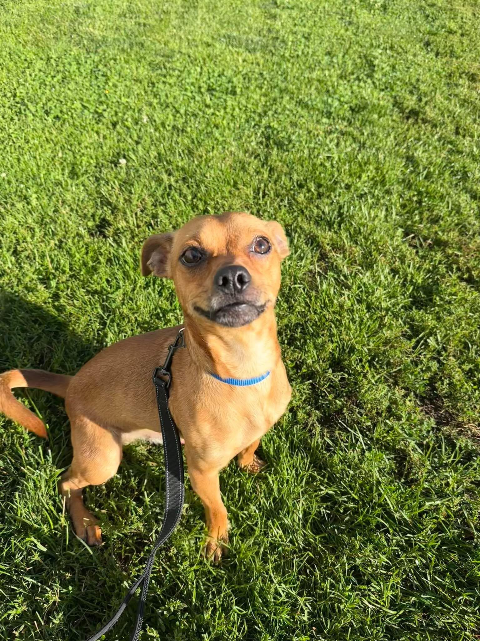 Enlarge Boba, a Adoptable mixed breed in Valparaiso, IN image 3/3
