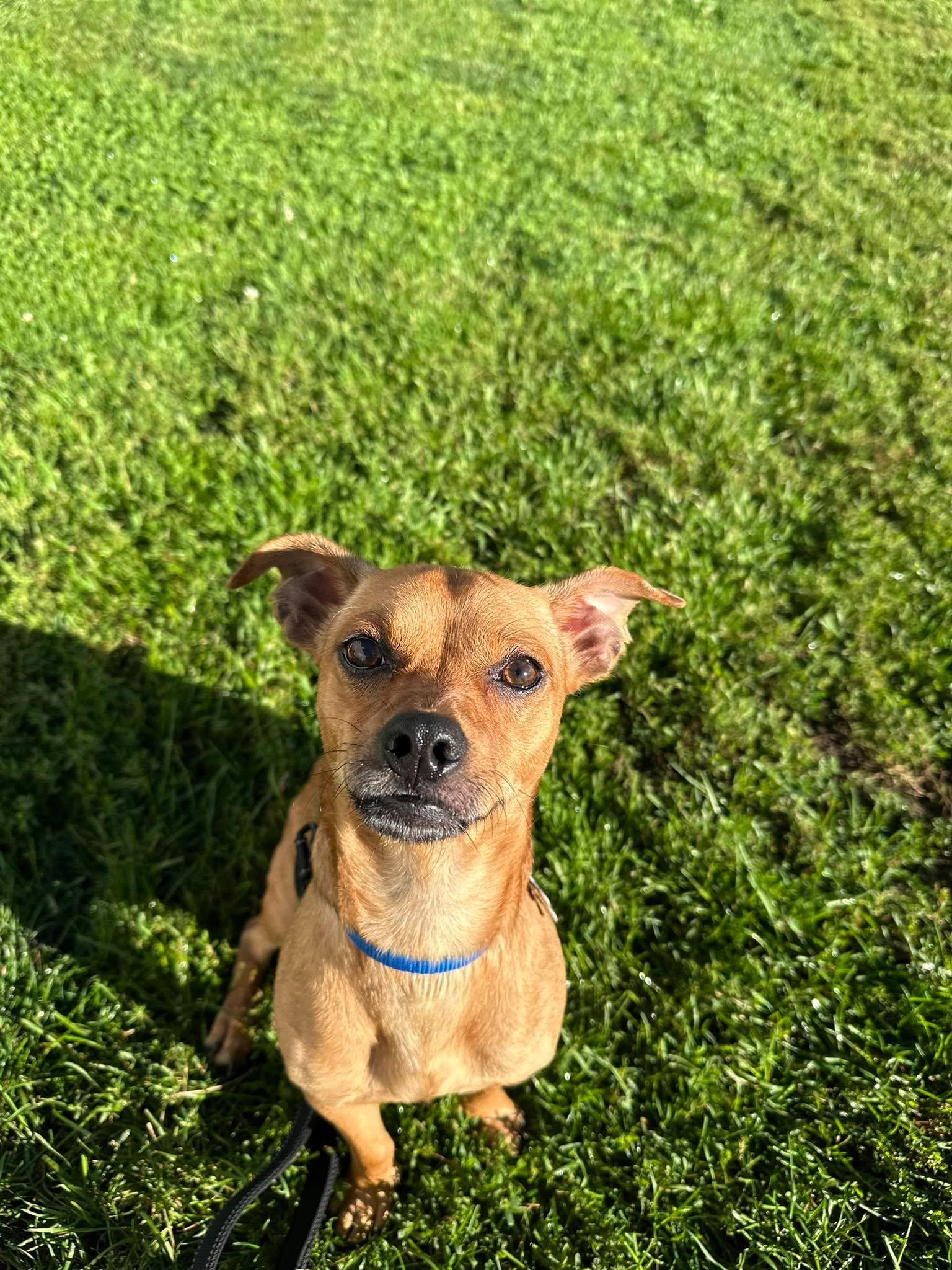 Enlarge Boba, a Adoptable mixed breed in Valparaiso, IN image 1/3