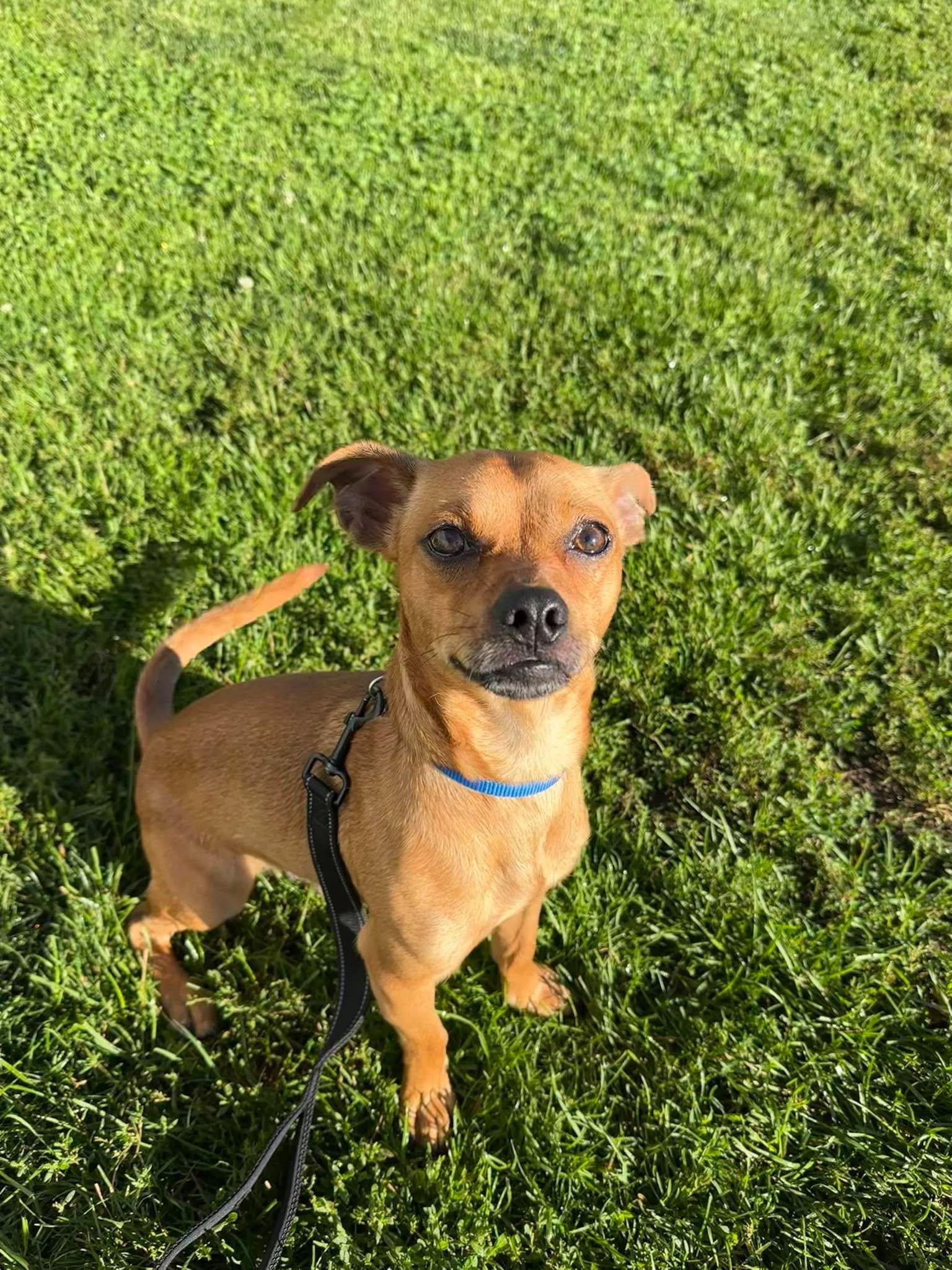 Enlarge Boba, a Adoptable mixed breed in Valparaiso, IN image 2/3