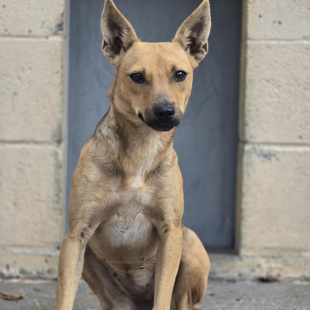 Elide Lochan, Adoptable, Young Female Mixed Breed.
