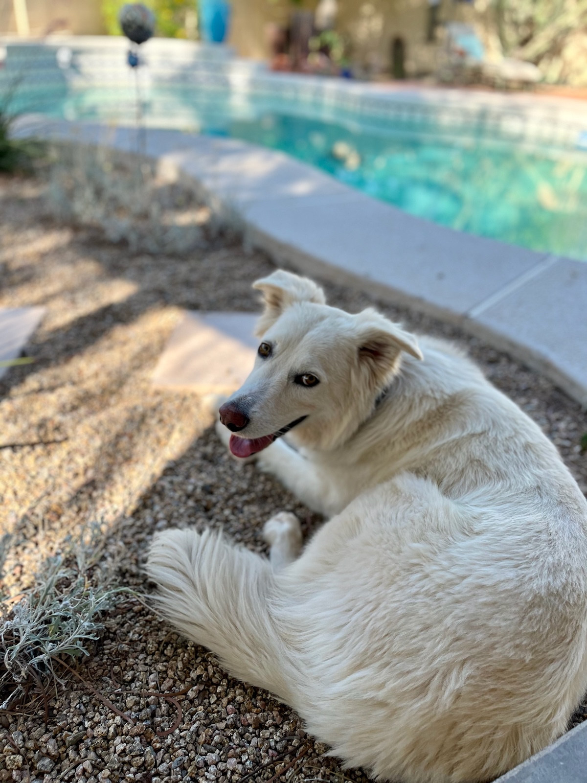 Enlarge Mercedes, a Adopted Siberian Husky in Phoenix, AZ image 1/1
