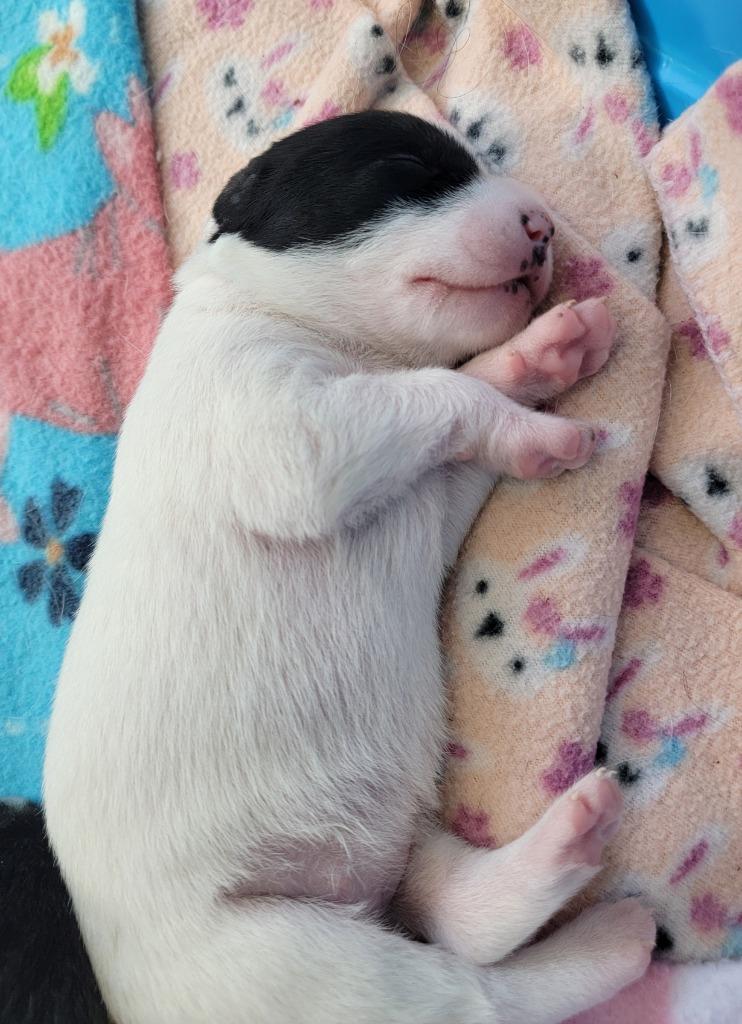 Enlarge Chanel, a Adoptable mixed breed in Medford, WI image 1/3