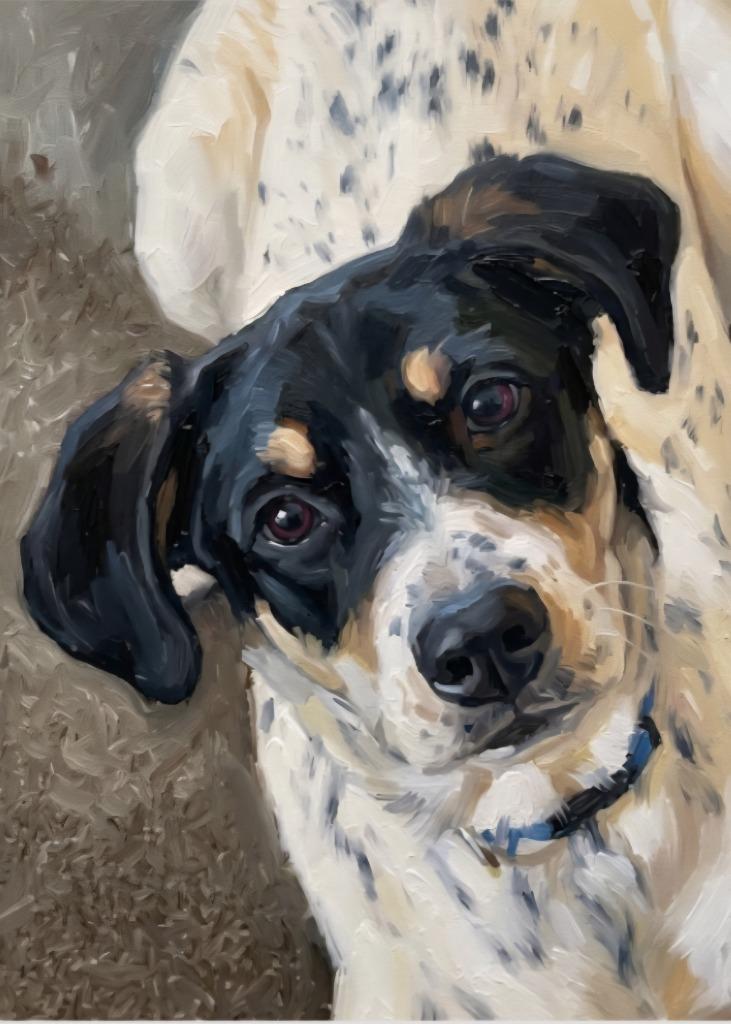 Enlarge Shiloh, a Adoptable mixed breed in Medford, WI image 2/4