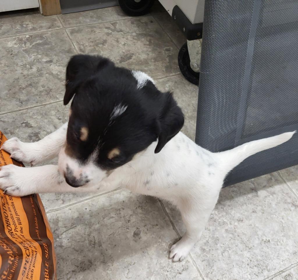 Enlarge Chanel, a Adoptable mixed breed in Medford, WI image 2/2