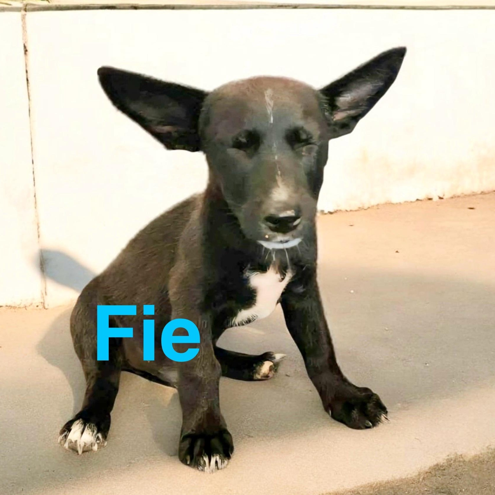 Fie, an adoptable Miniature Schnauzer, Schnoodle in Hartford, CT, 06118 | Photo Image 3
