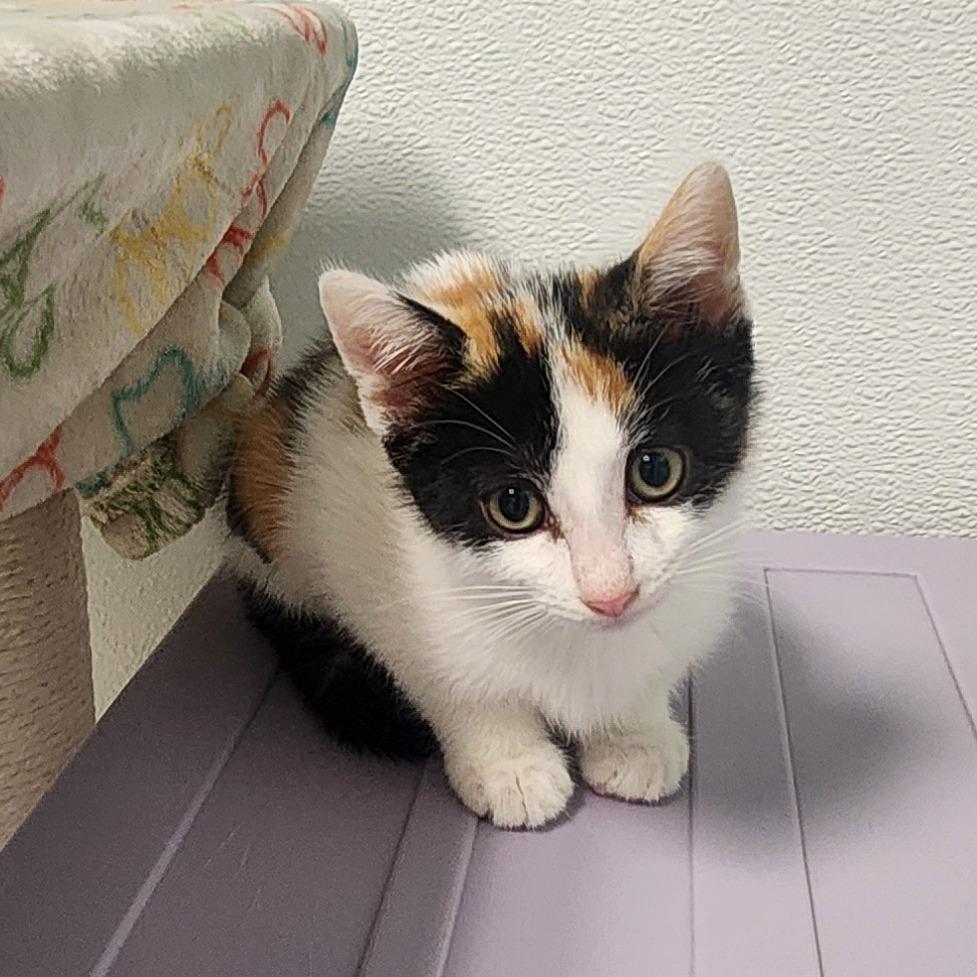 Uniqua, Adoptable, Kitten Female Domestic Short Hair.