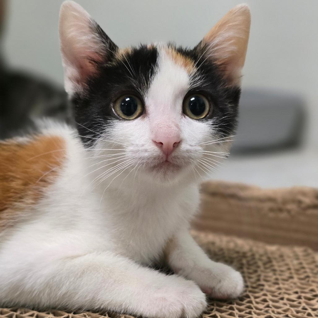 Uniqua, a Adoptable Domestic Short Hair in Watertown, NY image 2/3