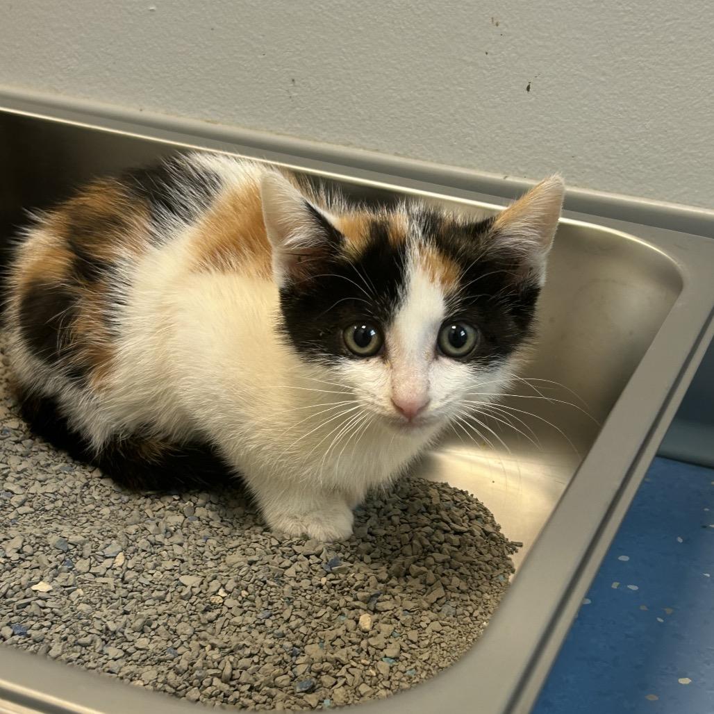 Uniqua, a Adoptable Domestic Short Hair in Watertown, NY image 3/3