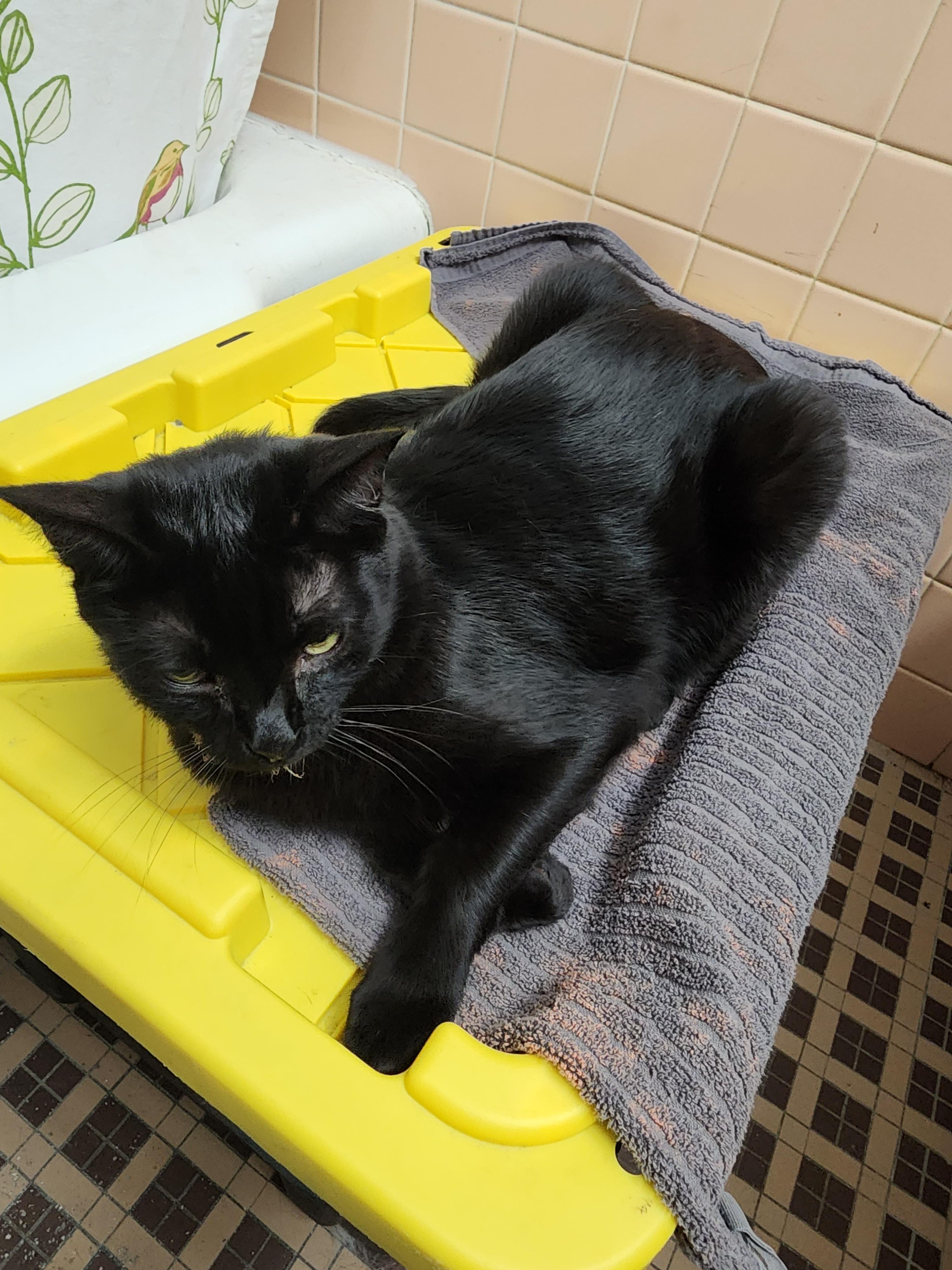 Tucker, a Adoptable Domestic Short Hair in St Petersburg, FL image 1/2