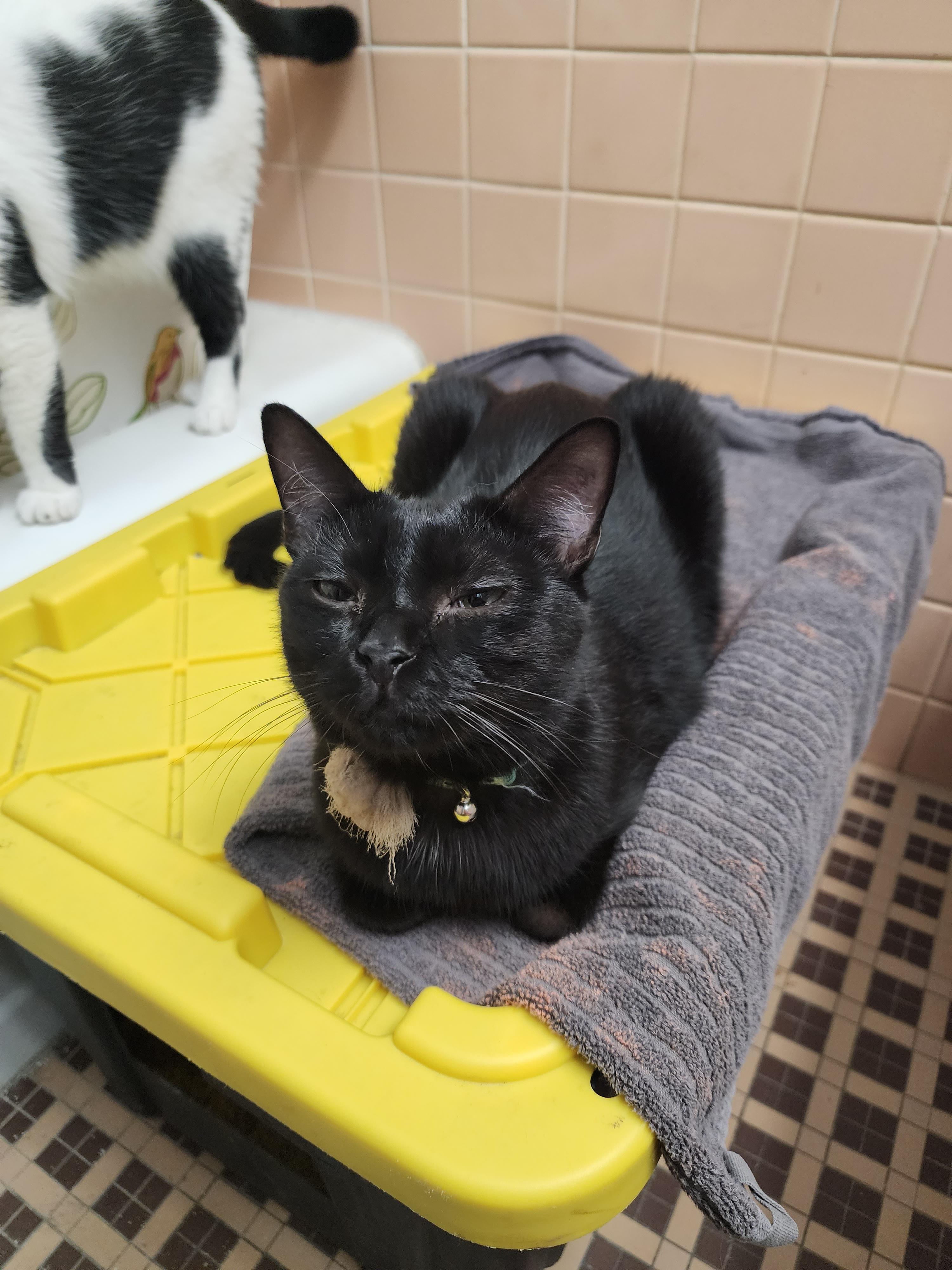 Tucker, a Adoptable Domestic Short Hair in St Petersburg, FL image 2/2