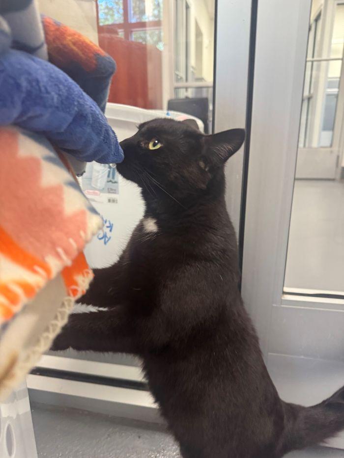 Enlarge Alexi, a Adoptable Domestic Short Hair in Hilton Head Island, SC image 1/1