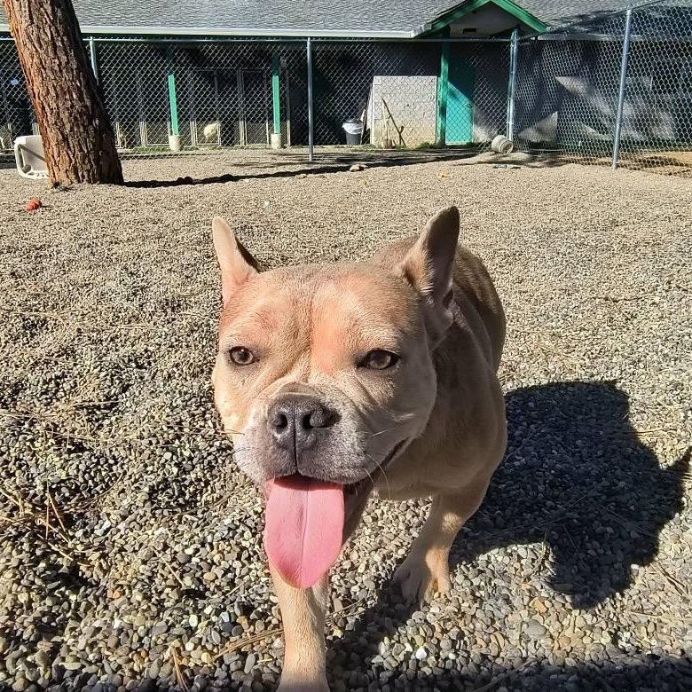 Enlarge Jewels and Terra, a ADOPTABLE mixed breed in Weaverville, CA image 2/4