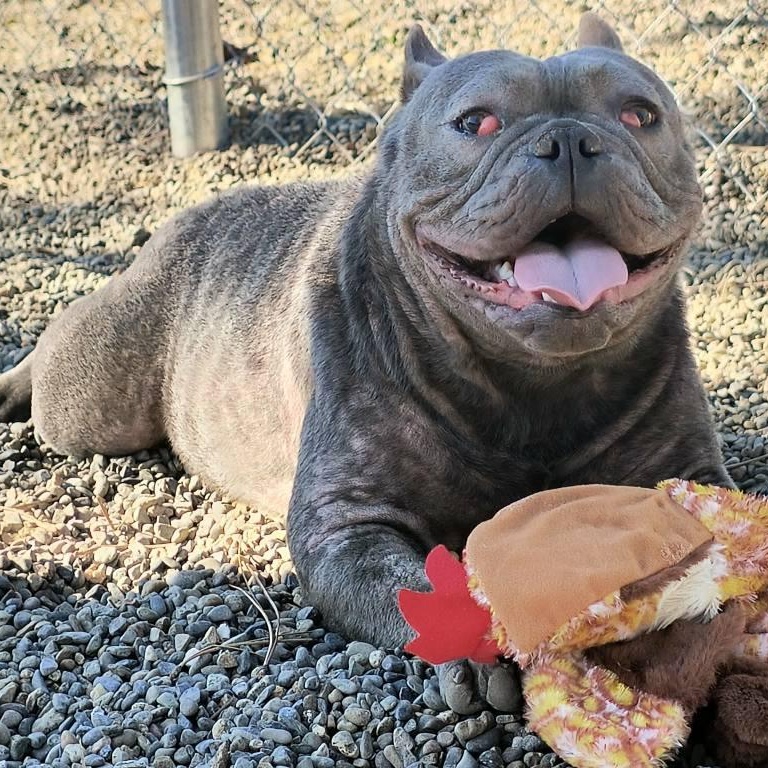 Enlarge Jewels and Terra, a ADOPTABLE mixed breed in Weaverville, CA image 4/4