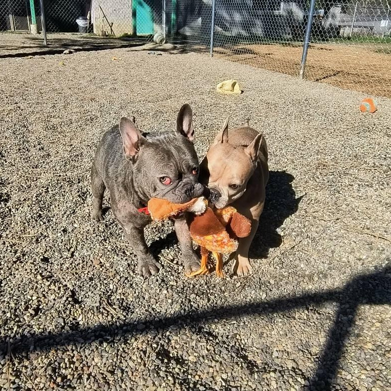 Jewels and Terra, ADOPTABLE, Young Female French Bulldog.