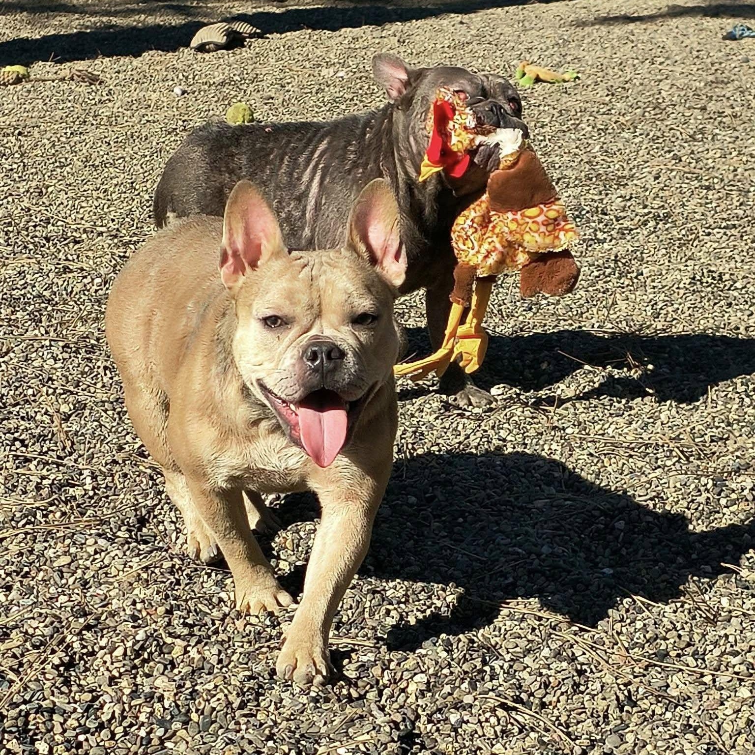 Enlarge Jewels and Terra, a ADOPTABLE mixed breed in Weaverville, CA image 3/4