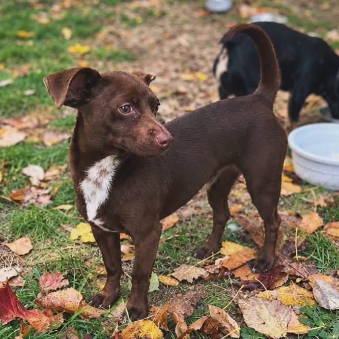 Enlarge Marty, a Adoptable Dachshund in West Falls, NY image 2/3