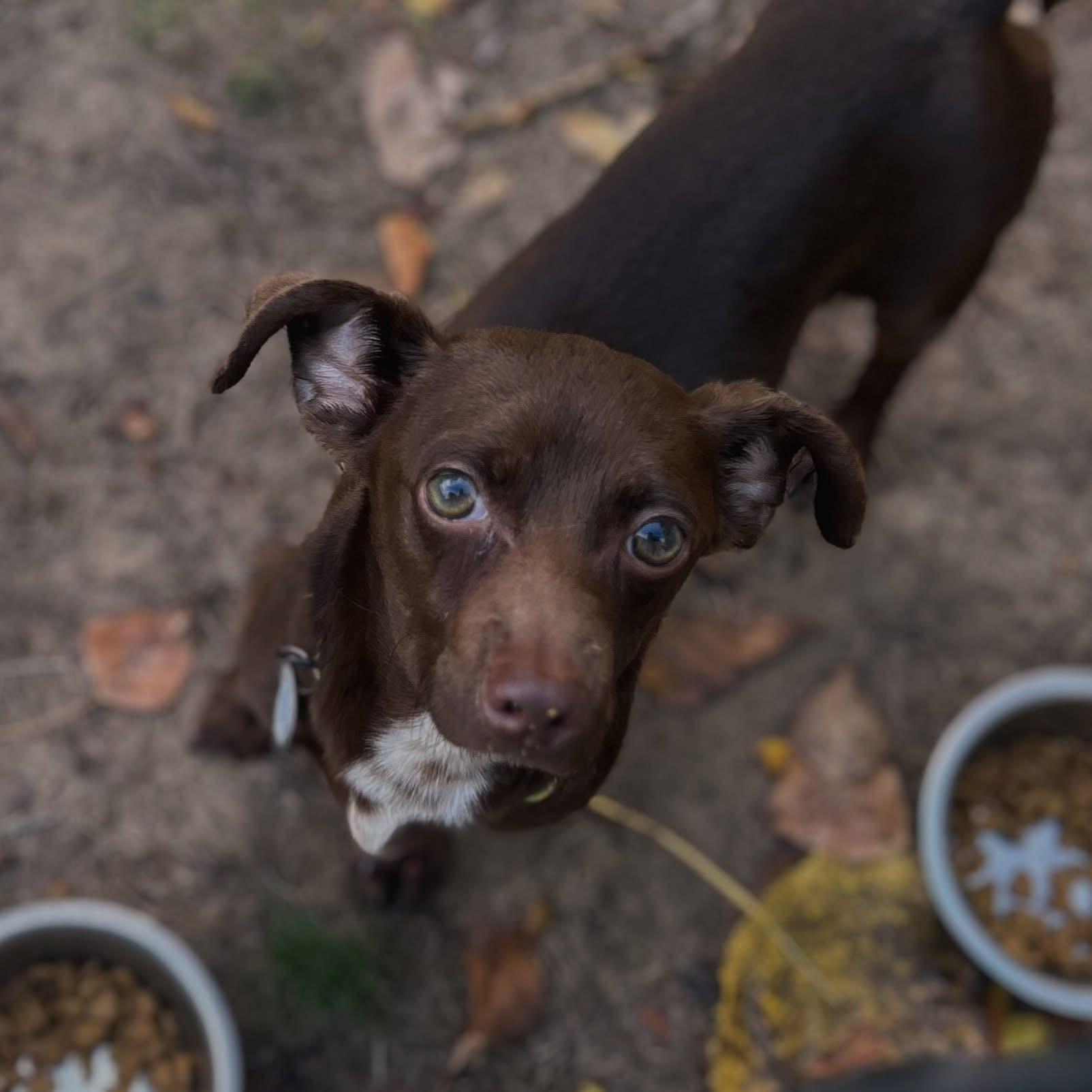 Marty, Adoptable, Adult Male Dachshund.