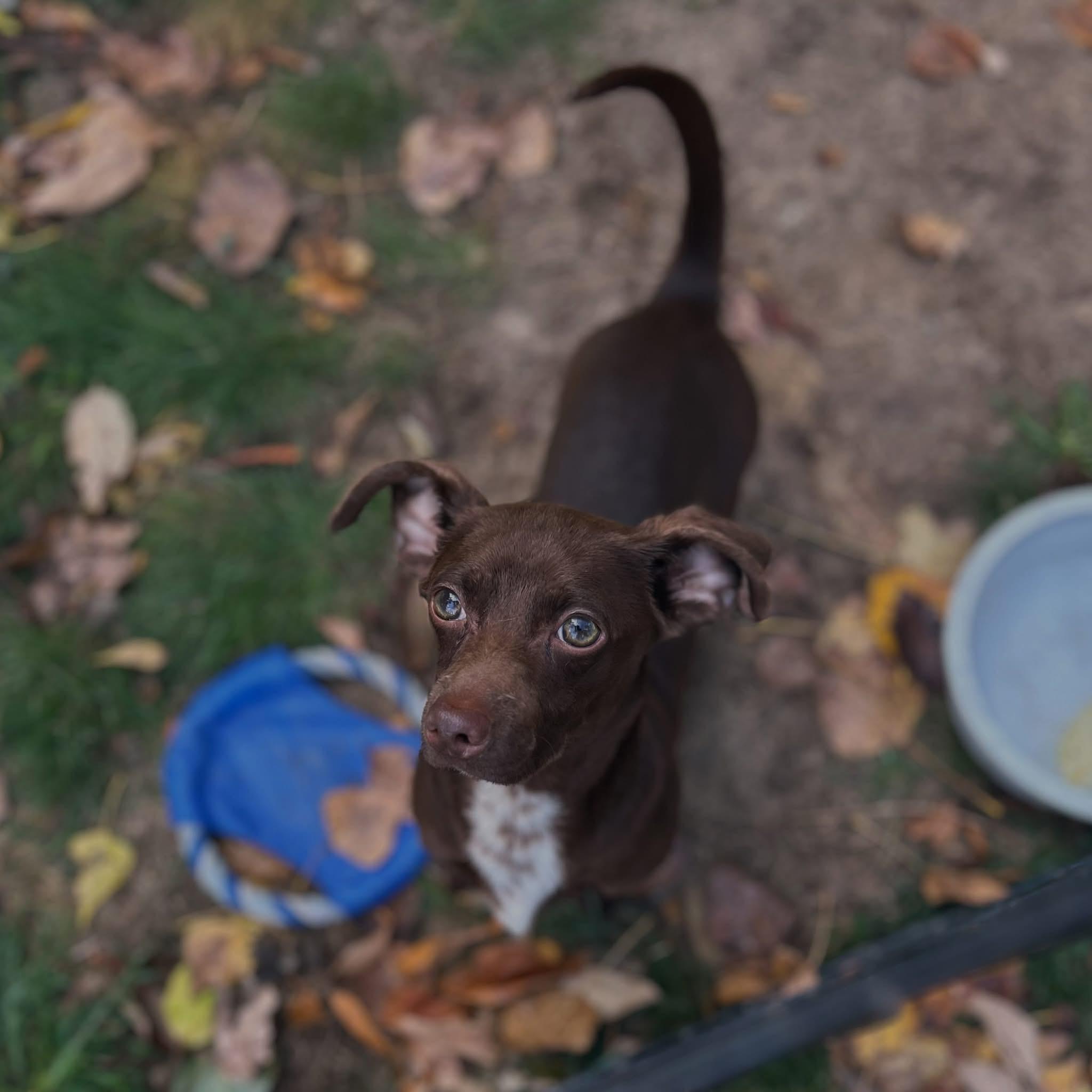 Enlarge Marty, a Adoptable Dachshund in West Falls, NY image 3/3