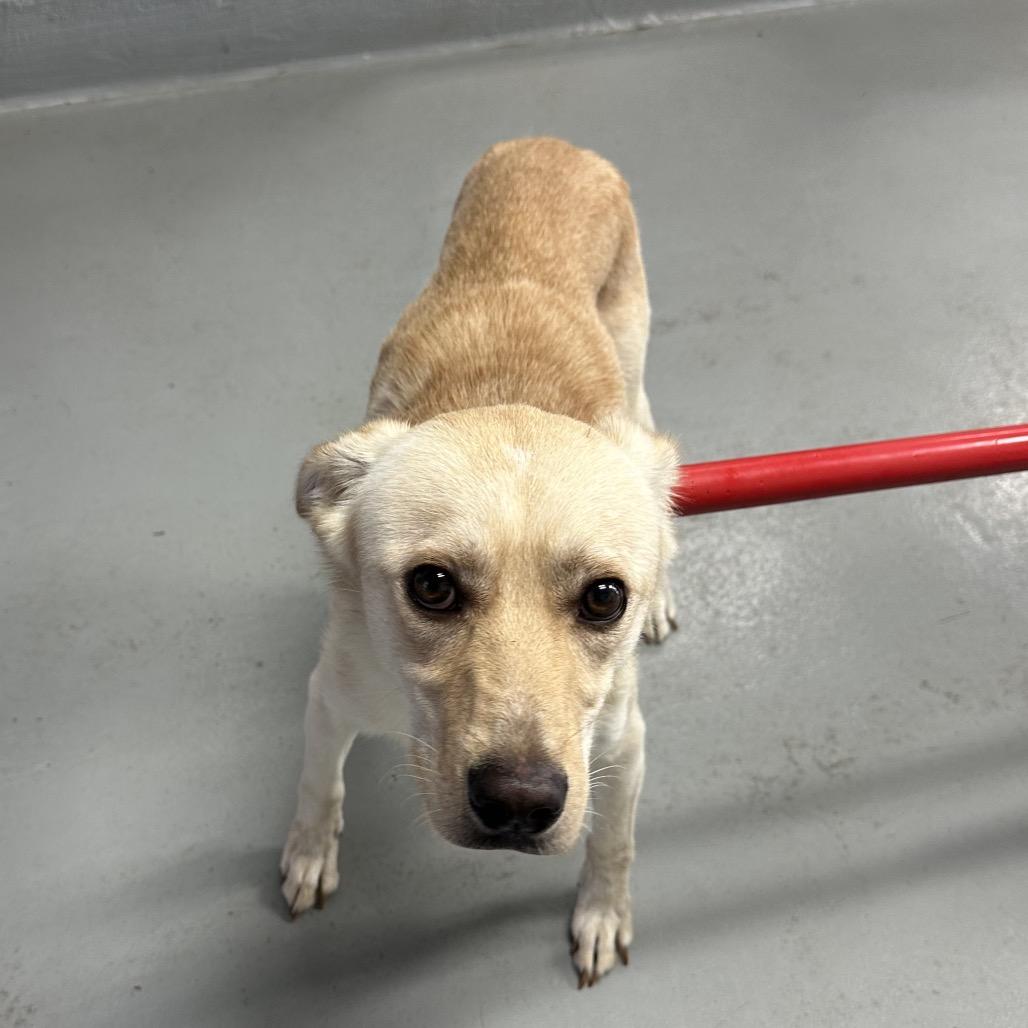 Enlarge Queso (Buck), a Adoptable mixed breed in Morganfield, KY image 1/6