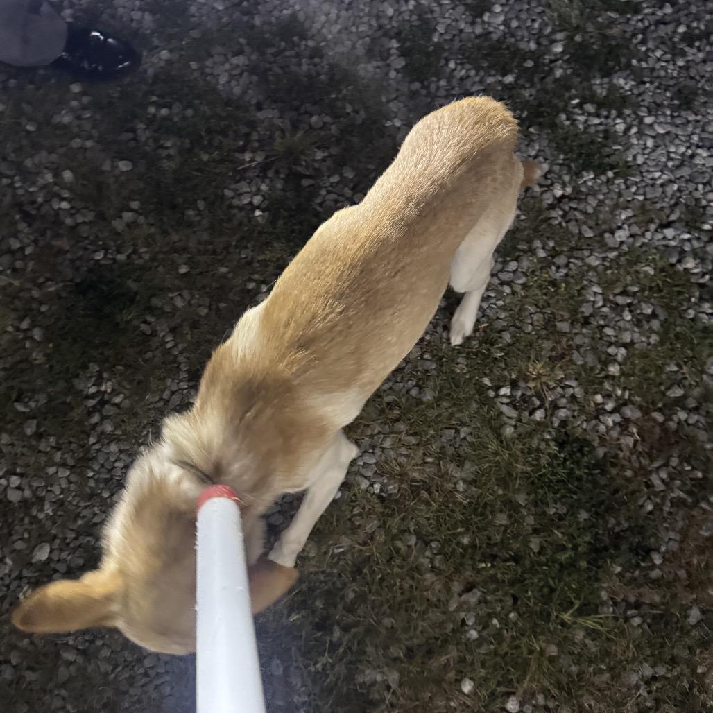Enlarge Queso (Buck), a Adoptable mixed breed in Morganfield, KY image 2/6