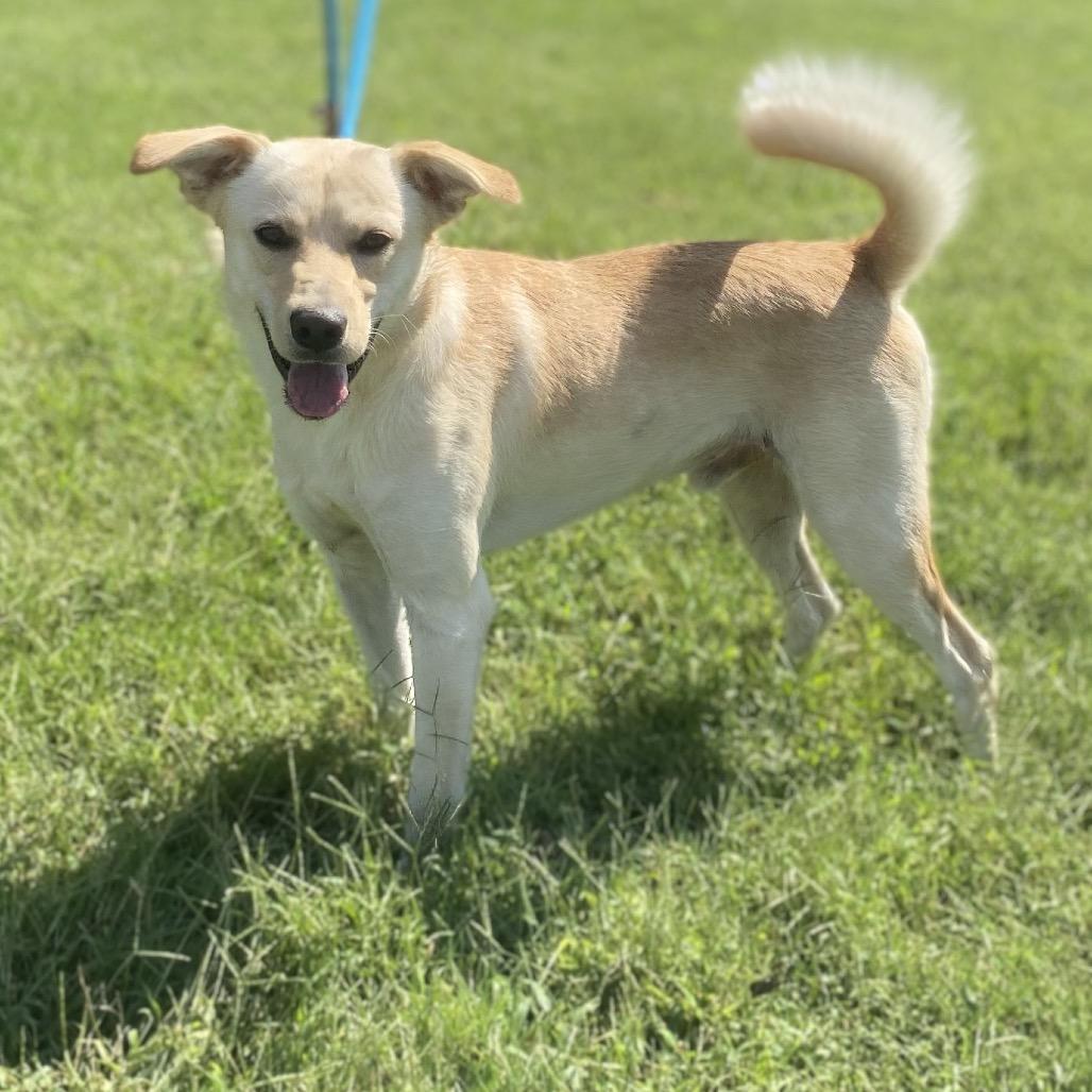 Enlarge Queso (Buck), a Adoptable mixed breed in Morganfield, KY image 3/6