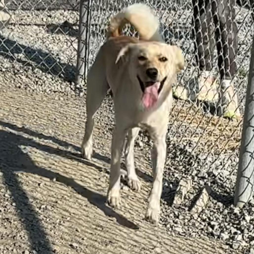 Enlarge Queso (Buck), a Adoptable mixed breed in Morganfield, KY image 4/6