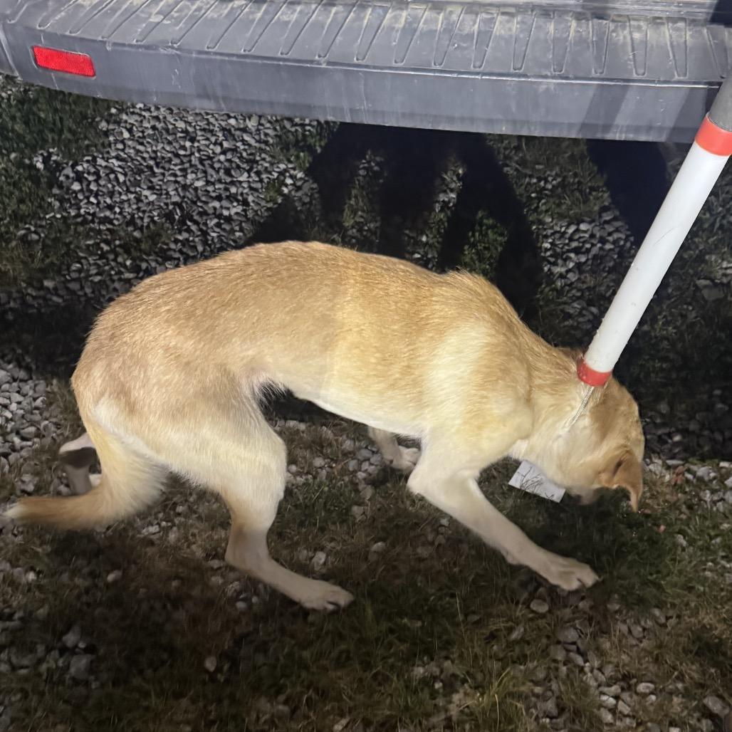 Enlarge Queso (Buck), a Adoptable mixed breed in Morganfield, KY image 5/6