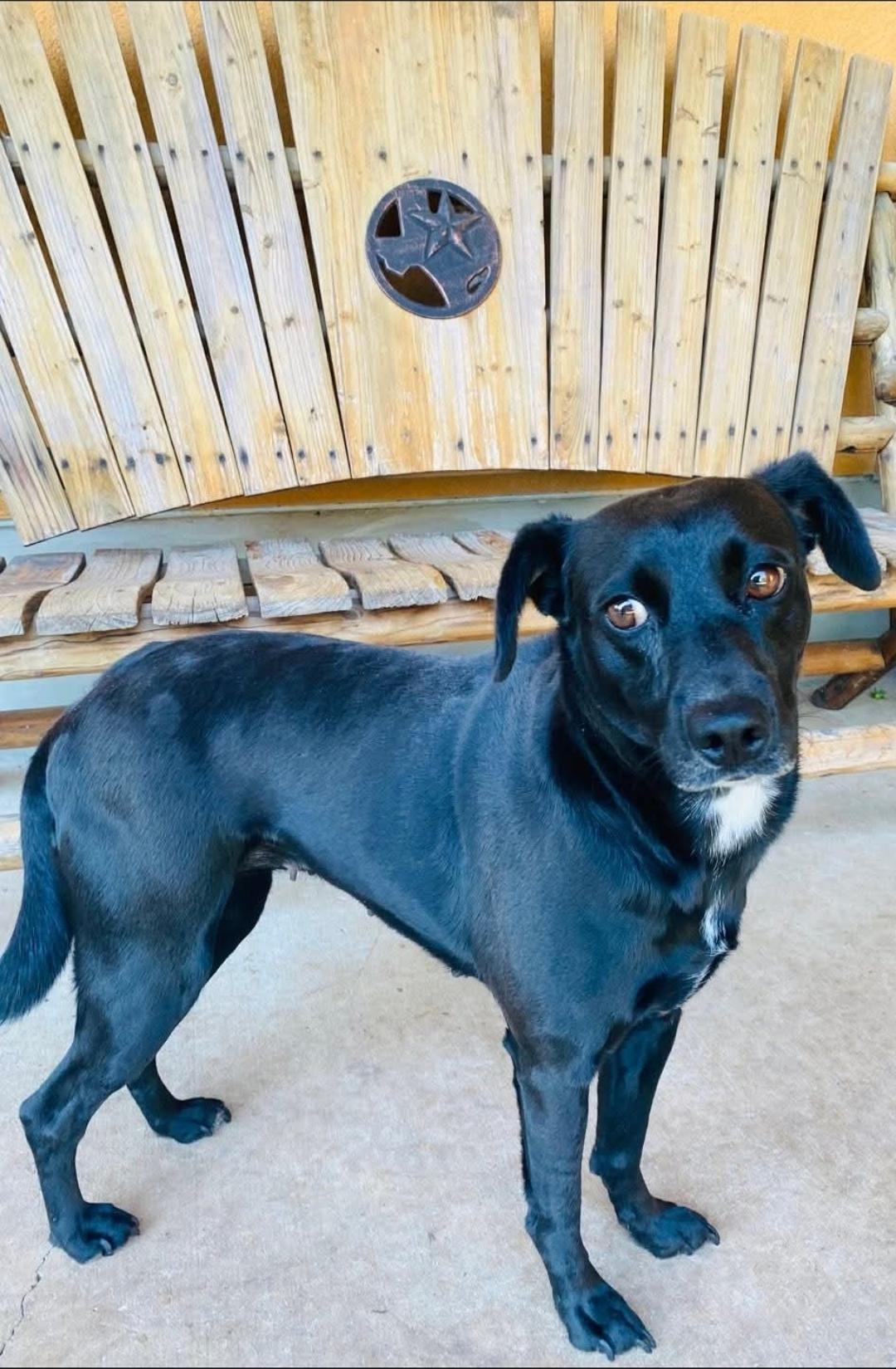 Violet — thumbnail 3