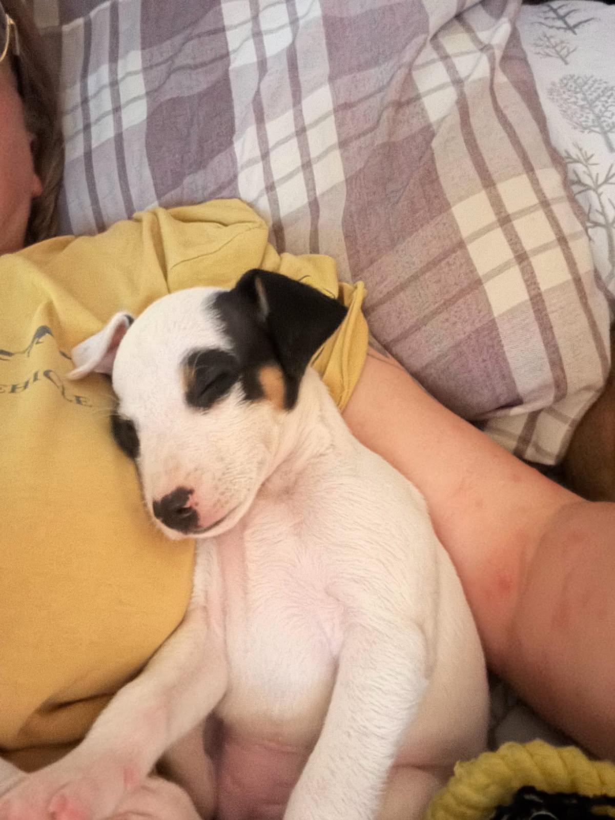 Spud, Adopted, Puppy Female Rat Terrier & Chihuahua.