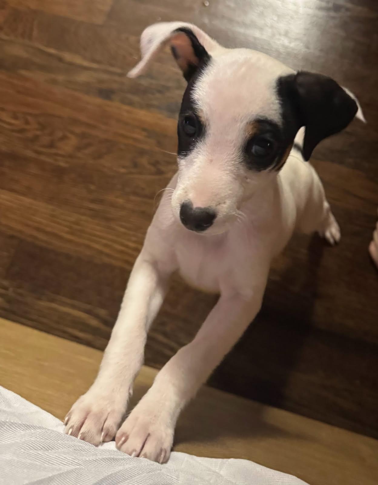 Enlarge Spud, a Adopted mixed breed in Davis, CA image 2/3