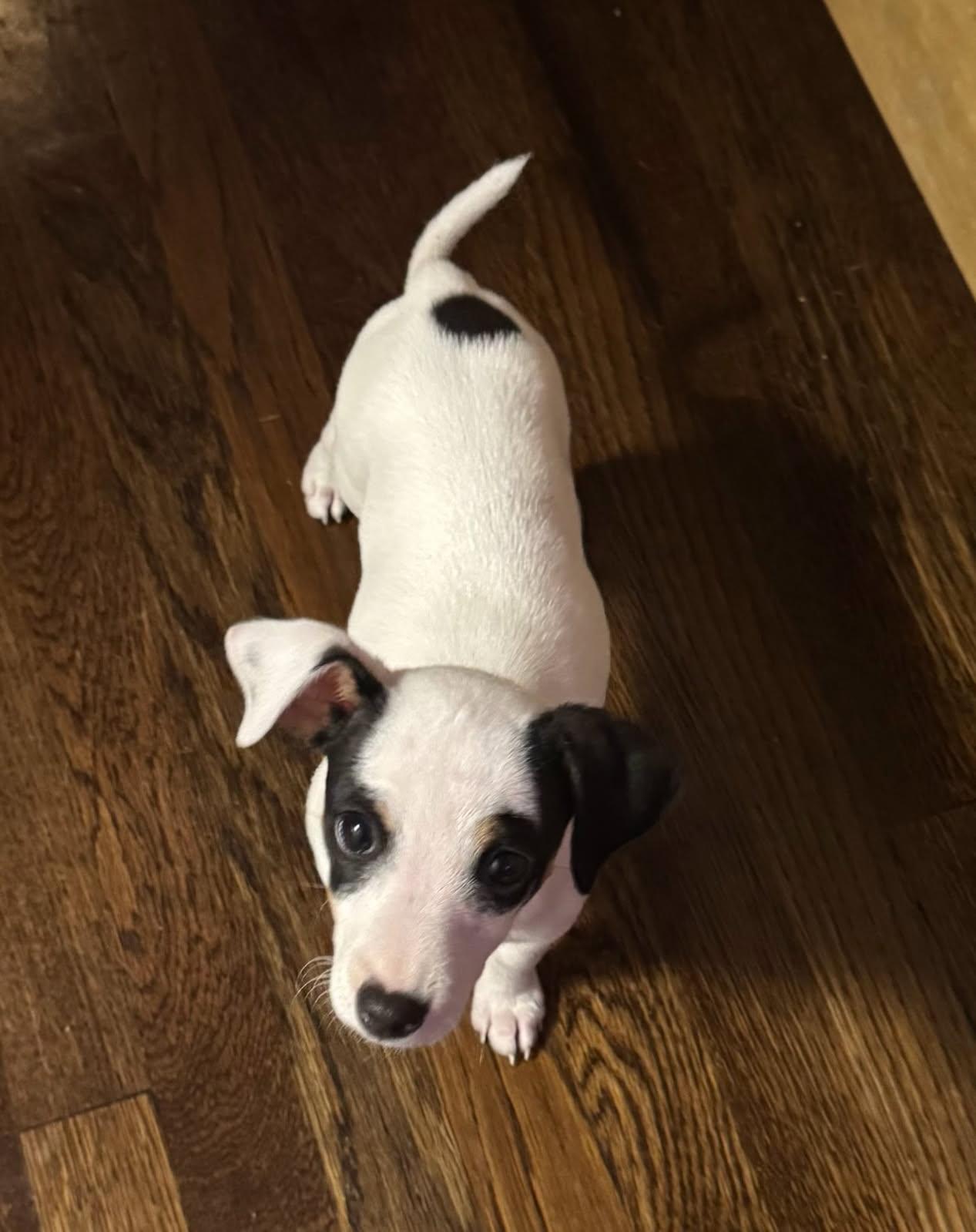 Enlarge Spud, a Adopted mixed breed in Davis, CA image 3/3