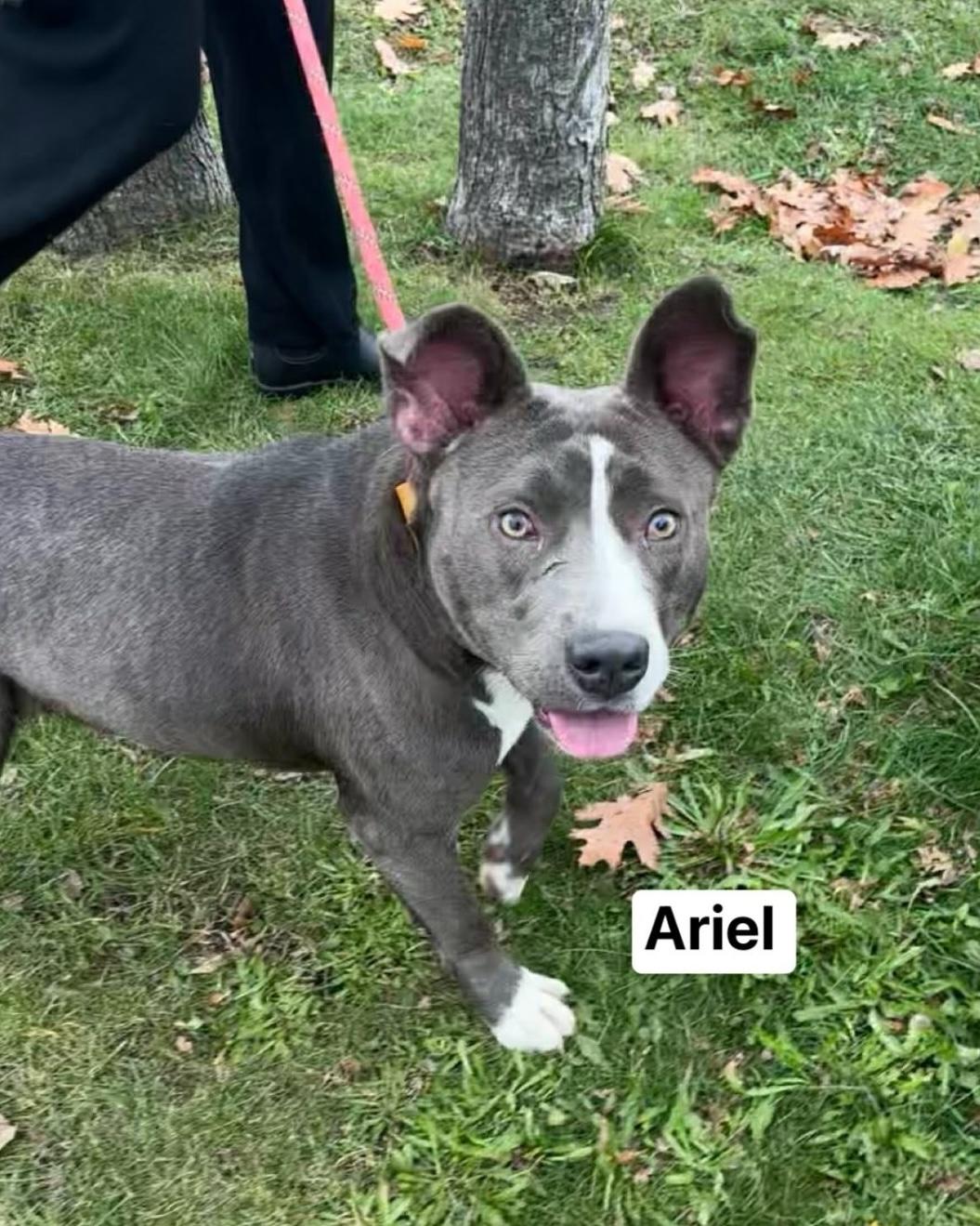 Ariel, Adoptable, Young Female Mixed Breed.