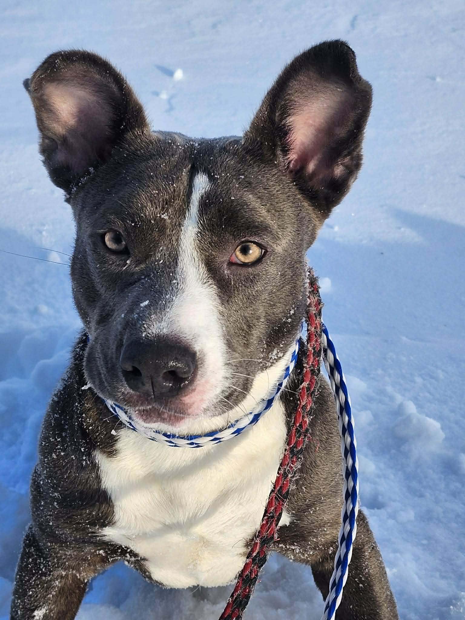 Ariel, a Adoptable Mixed Breed in Vaudreuil-Dorion, QC image 2/4