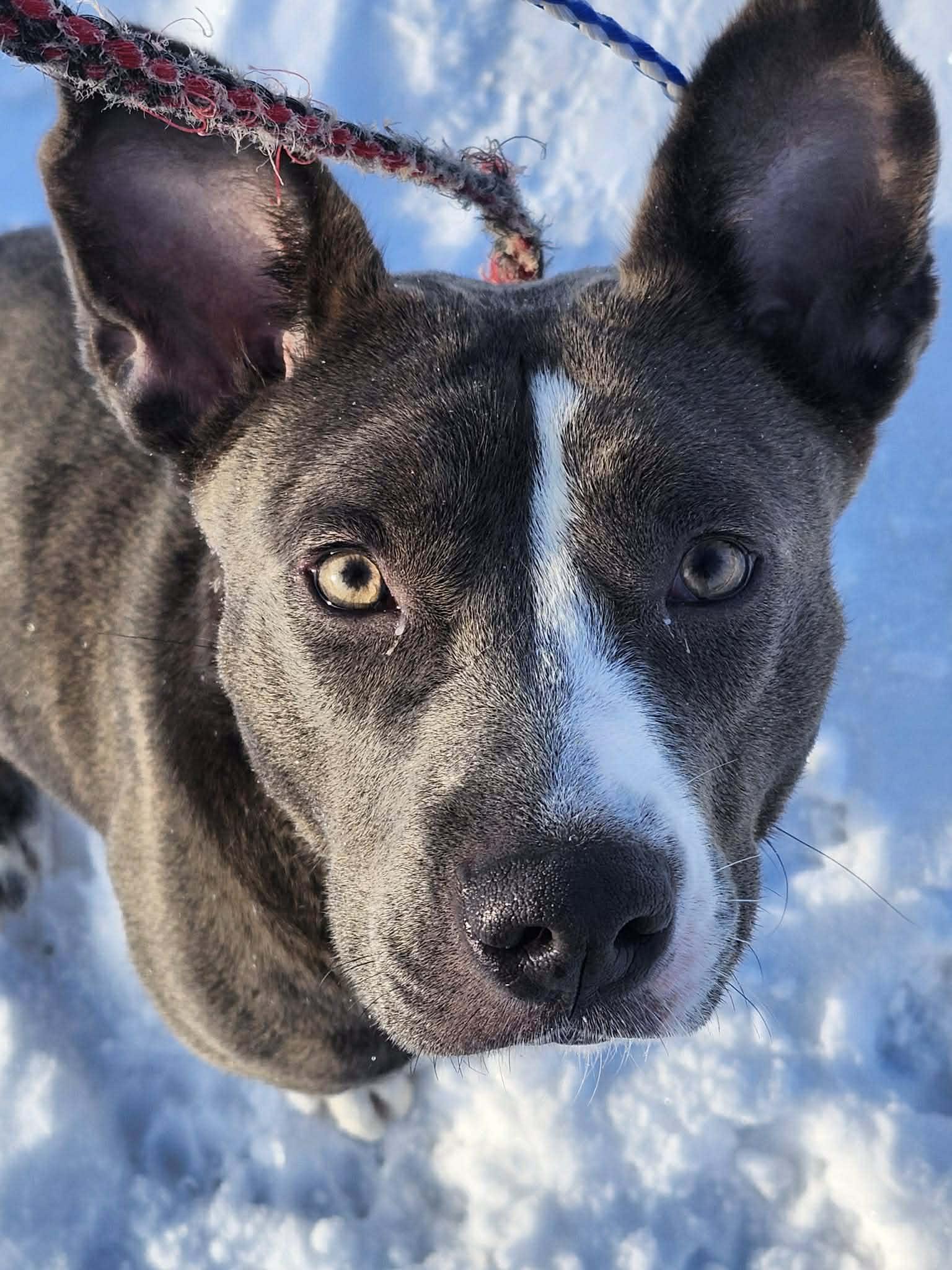 Ariel, a Adoptable Mixed Breed in Vaudreuil-Dorion, QC image 3/4