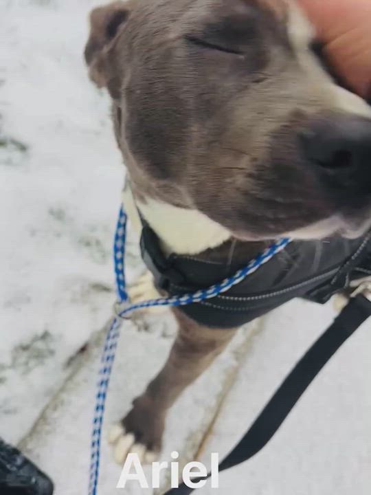 Enlarge Ariel, a Adoptable Mixed Breed in Vaudreuil-Dorion, QC video 4/4