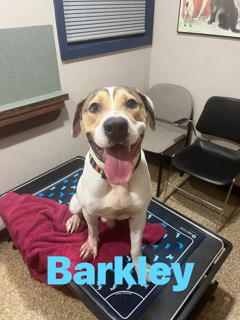 Barkley, ADOPTABLE, Adult Male American Foxhound.