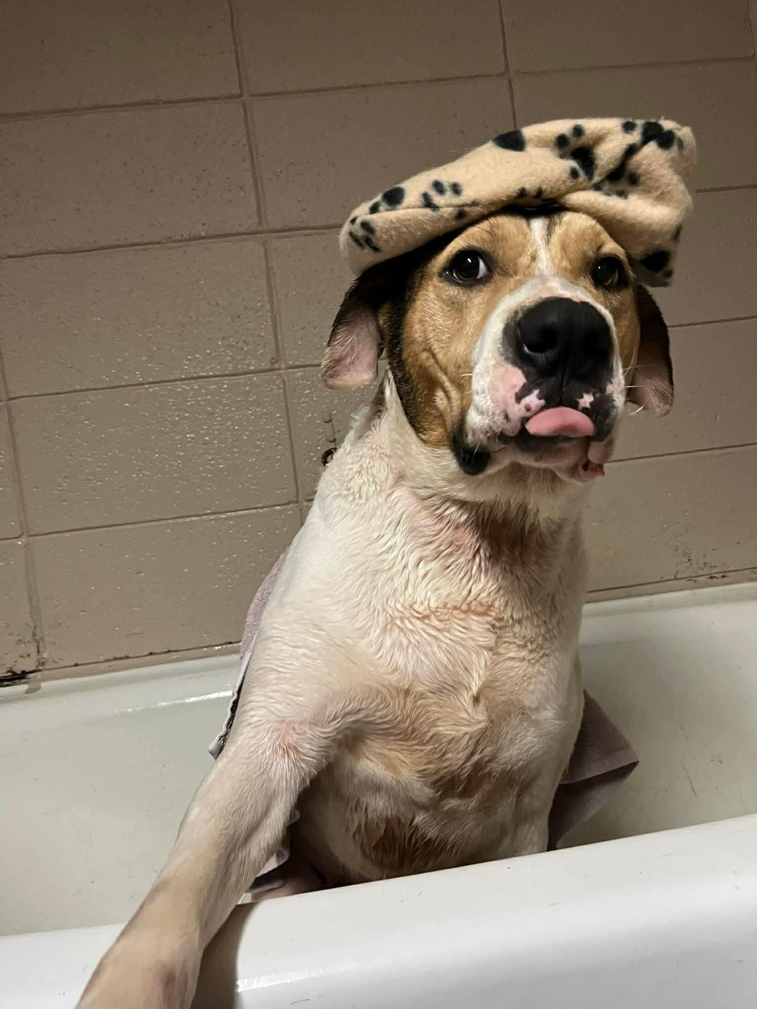 Enlarge Barkley, a ADOPTABLE American Foxhound in Pine Bluff, AR image 5/5