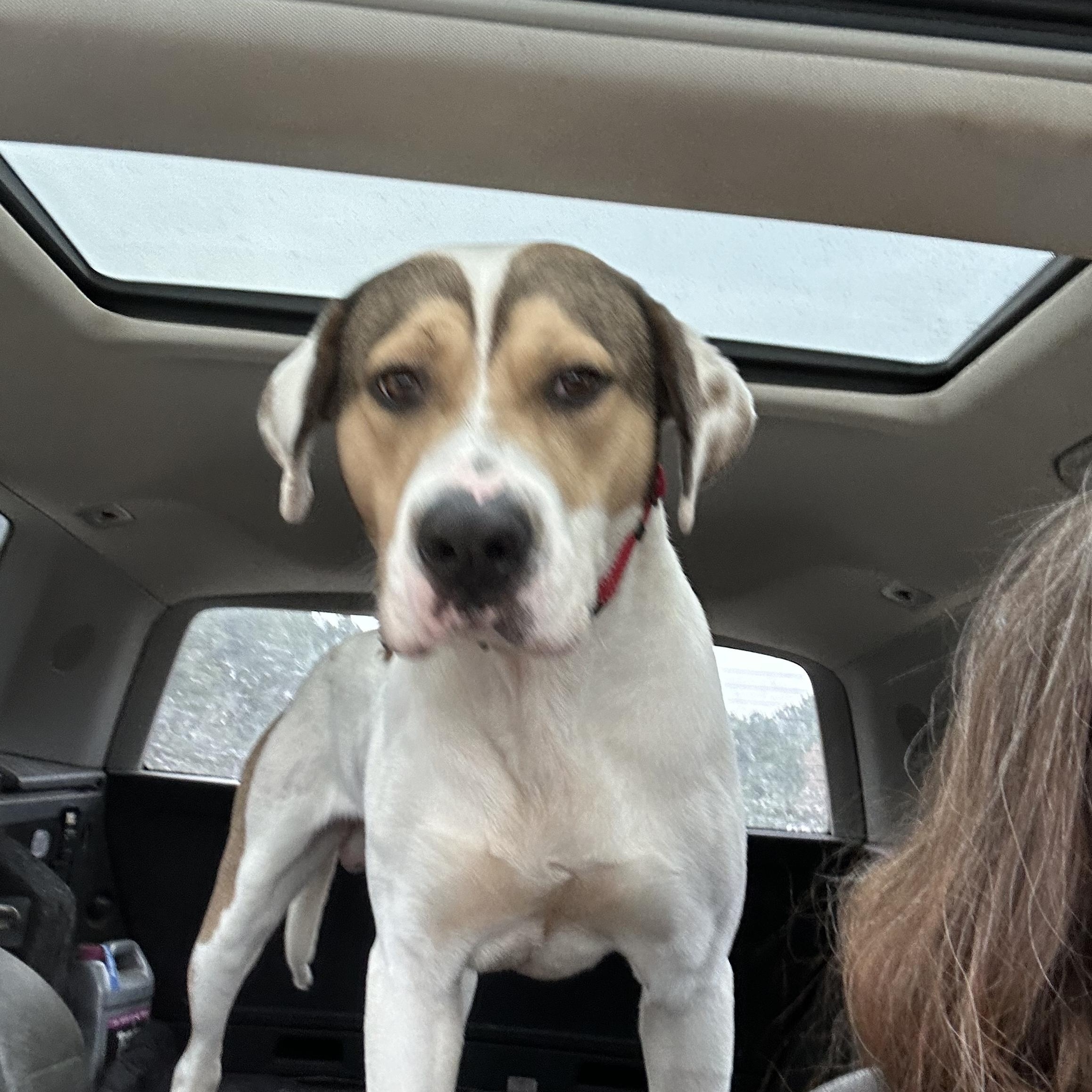 Enlarge Barkley, a ADOPTABLE American Foxhound in Pine Bluff, AR image 3/5