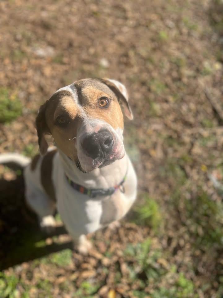 Enlarge Barkley, a ADOPTABLE American Foxhound in Pine Bluff, AR image 2/5