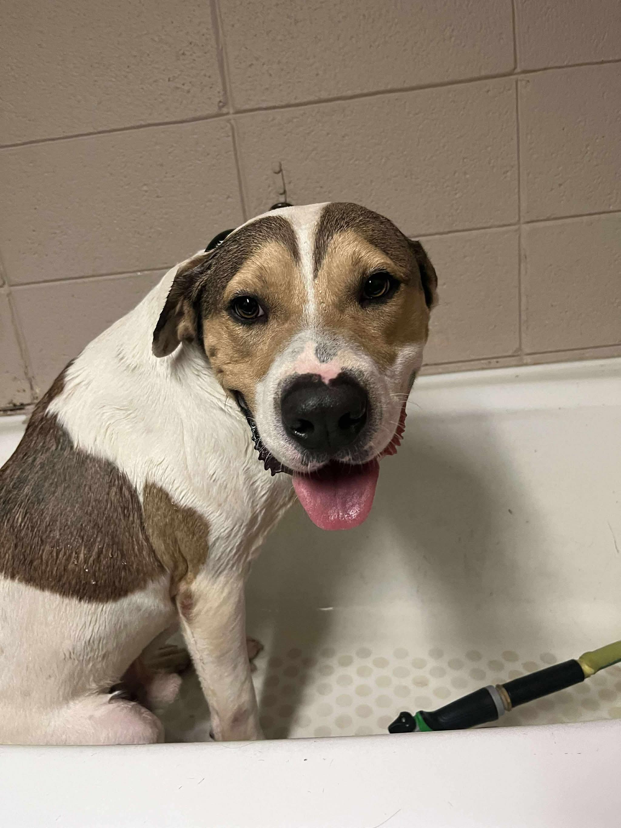 Enlarge Barkley, a ADOPTABLE American Foxhound in Pine Bluff, AR image 4/5