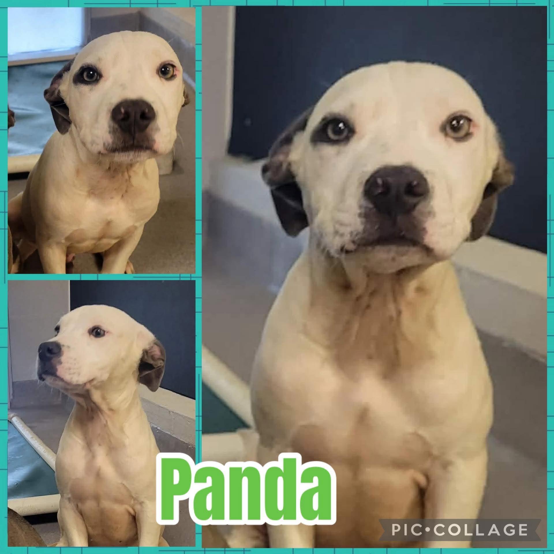 Panda, ADOPTABLE, Puppy Male Pit Bull Terrier.