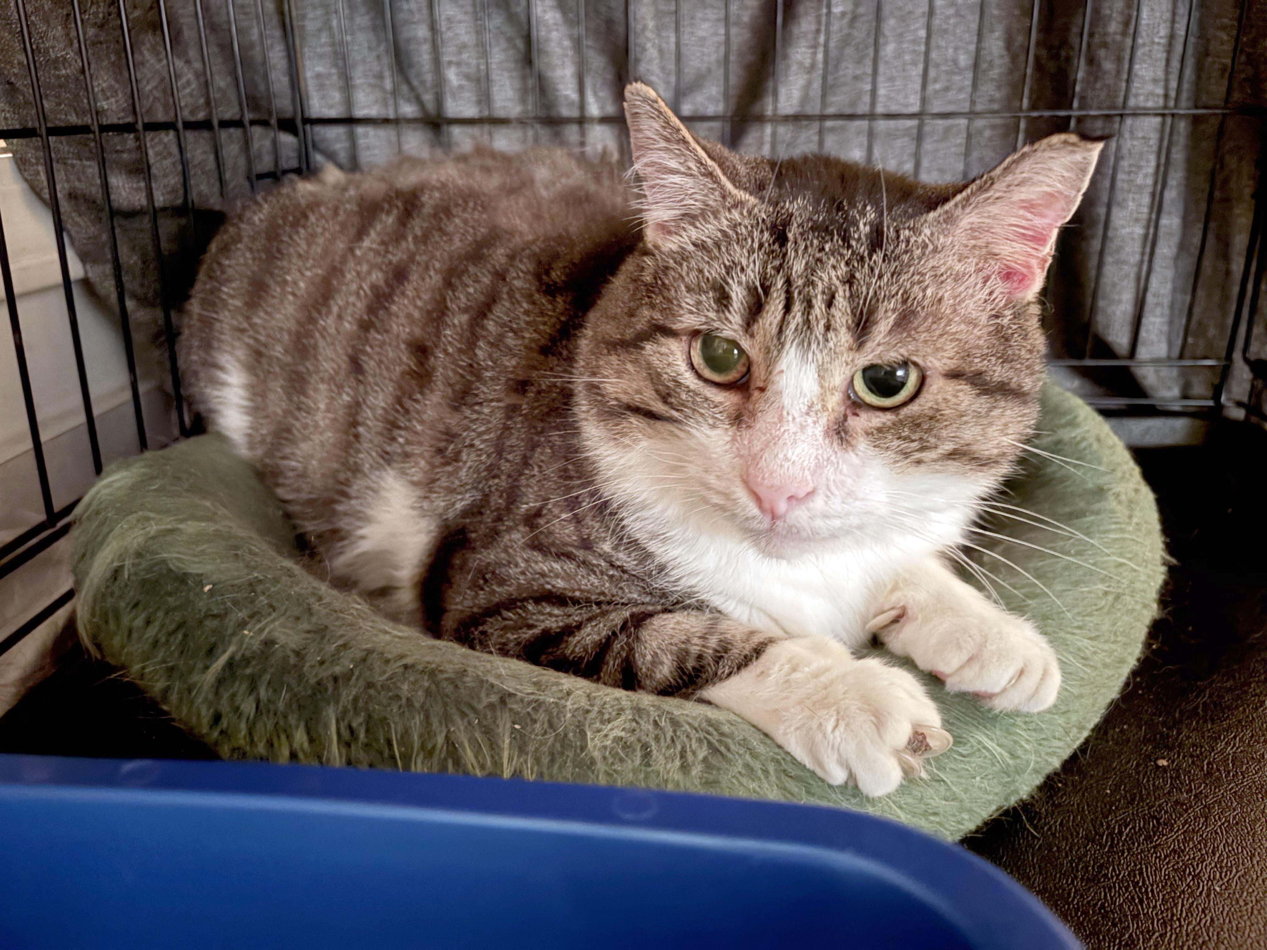 Seamus, a Adoptable Domestic Short Hair in Mauldin, SC image 1/3