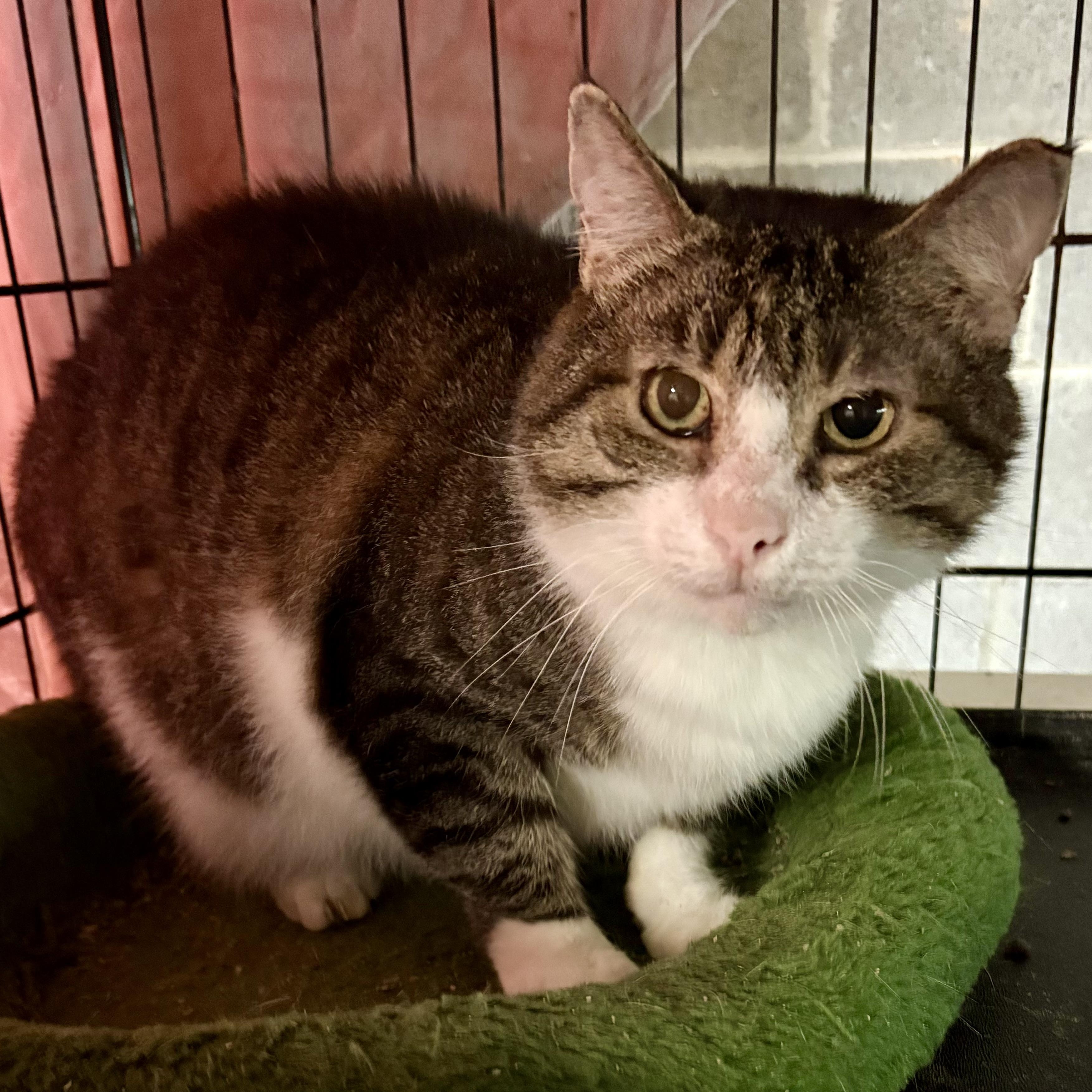 Seamus, a Adoptable Domestic Short Hair in Mauldin, SC image 1/2