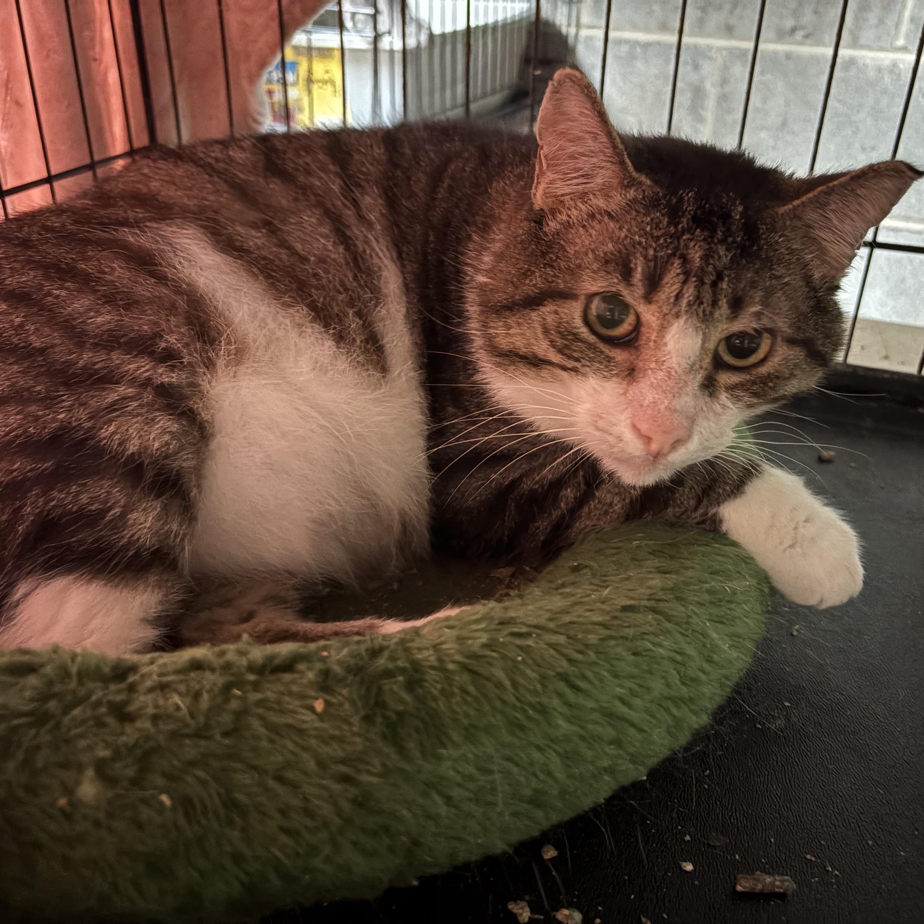 Seamus, a Adoptable Domestic Short Hair in Mauldin, SC image 2/2