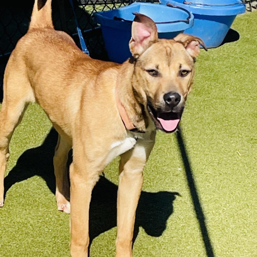 Trooper, Adoptable, Adult Male Shepherd.