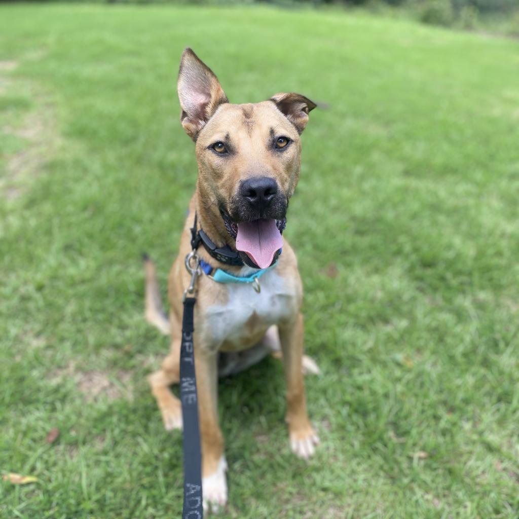 Trooper, a Adoptable mixed breed in Peachtree City, GA image 3/4