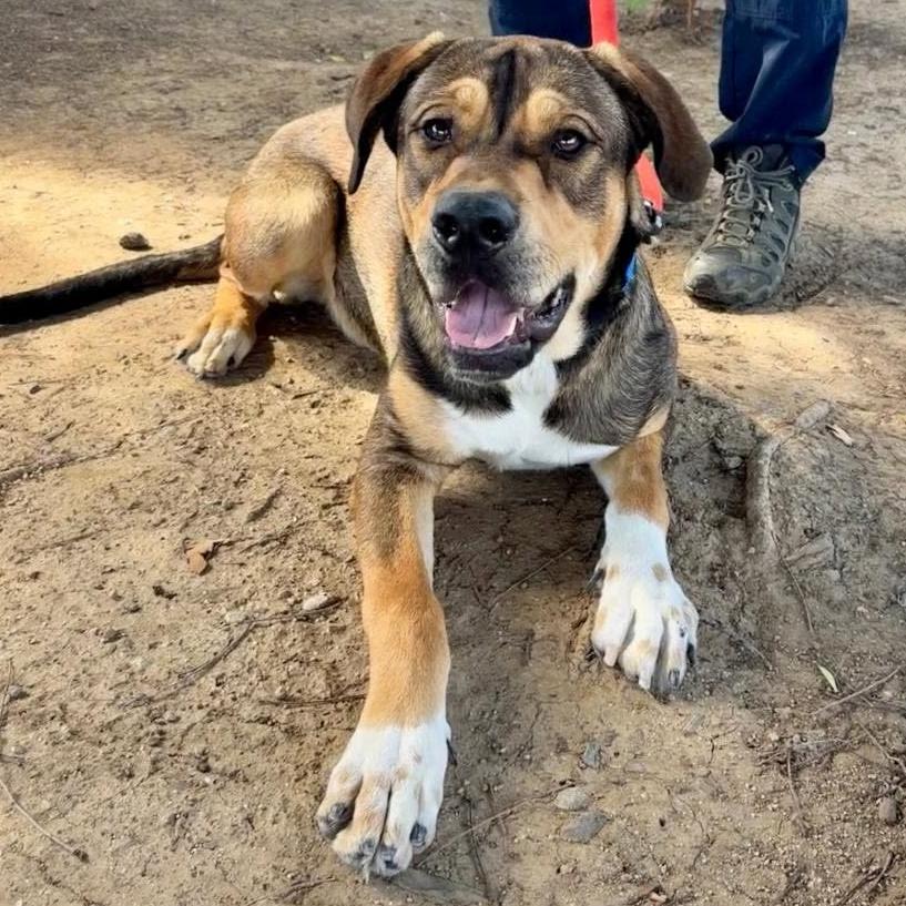 Tupac, Adoptable, Young Male Mastiff & Shepherd.