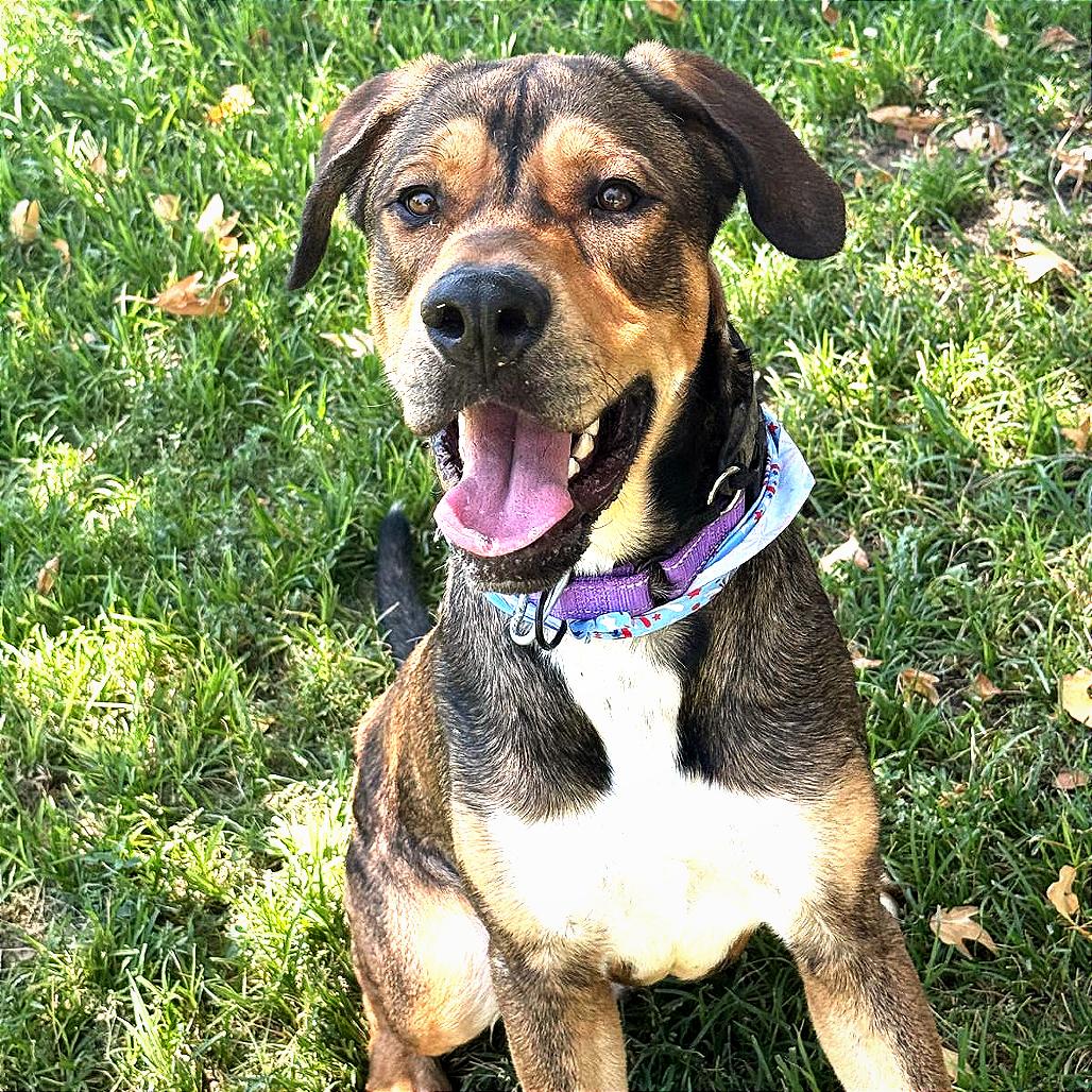 Enlarge Tupac, a Adoptable mixed breed in San Jacinto, CA image 2/6